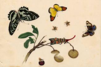 Butterflies, Bees And Fruit