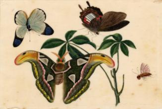 Large Butterfly, Two Smaller Butterflies & Bee by unknown artist