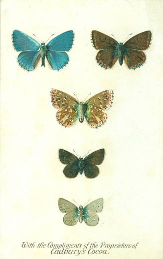 Cadbury's Butterfly and Moth Reward Card: The Adonis Blue Butterfly