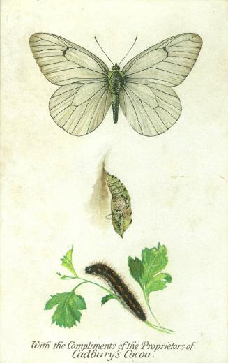 Cadbury's Butterfly and Moth Reward Card: The Black-Veined White Butterfly
