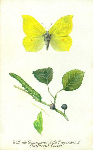 Cadbury's Butterfly and Moth Reward Card: The Brimstone Butterfly