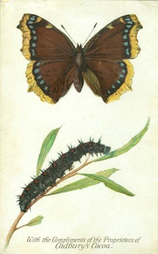 Cadbury's Butterfly and Moth Reward Card: The Camberwell Beauty