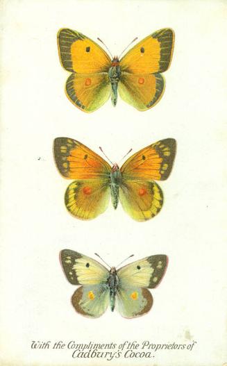 Cadbury's Butterfly and Moth Reward Card: The Clouded Yellow Butterfly