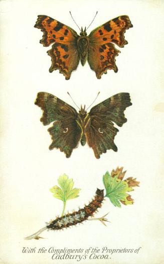 Cadbury's Butterfly and Moth Reward Card: The Comma Butterfly