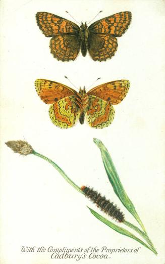 Cadbury's Butterfly and Moth Reward Card: The Glanville Fritillary Butterfly