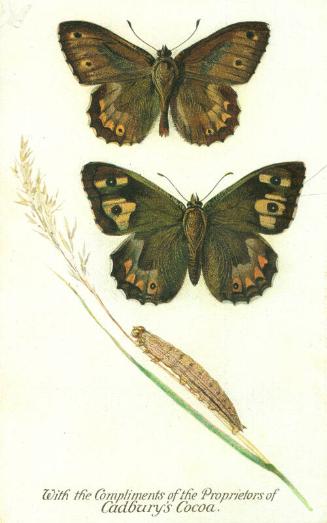 Cadbury's Butterfly and Moth Reward Card: The Grayling Butterfly