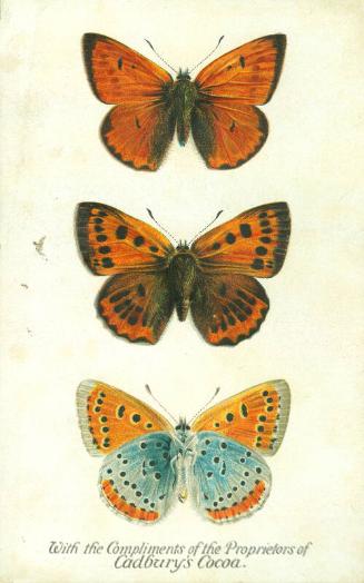 Cadbury's Butterfly and Moth Reward Card: The Large Copper Butterfly