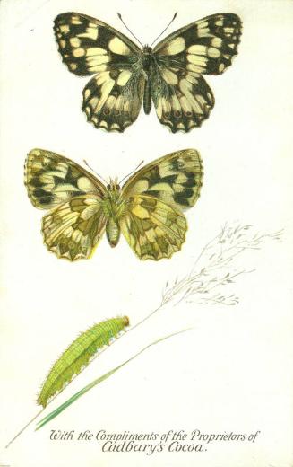 Cadbury's Butterfly and Moth Reward Card: The Marbled White Butterfly