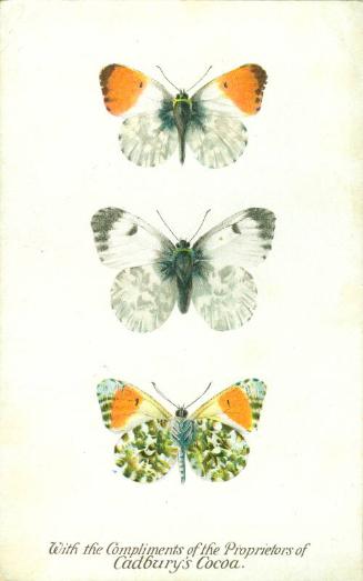 Cadbury's Butterfly and Moth Reward Card: The Orange-Tip Butterfly