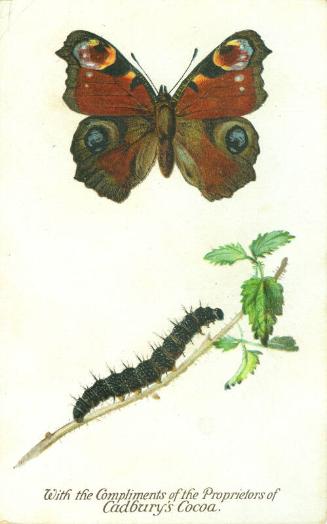 Cadbury's Butterfly and Moth Reward Card: The Peacock Butterfly