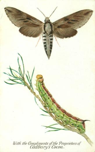 Cadbury's Butterfly and Moth Reward Card: The Pine Hawk Moth