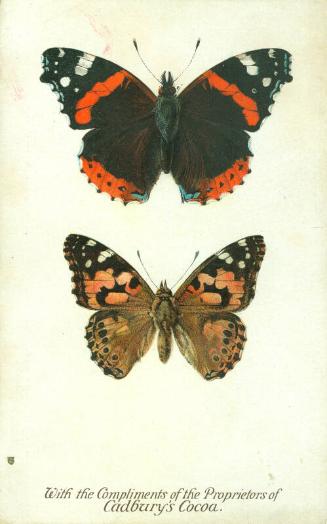 Cadbury's Butterfly and Moth Reward Card: The Red Admiral Butterfly