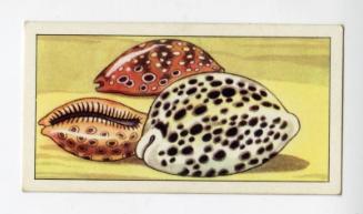 "Wonders of The Deep" NCS Card - Cowry Shells