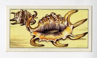 "Wonders of The Deep" NCS Card - Scorpion Shell