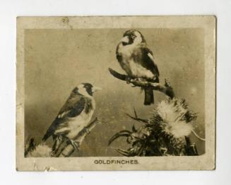 John Sinclair Ltd. Cigarette Card - "Birds" series - No. 42  Goldfinch