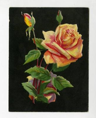 De Reszke Cigarette Card - "Roses" series - No. 2  Queen Mab