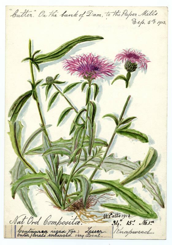 Knapweed (Centaurea nigra)