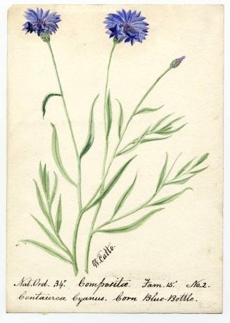 Corn Blue-Bottle (Centaurea cyanus)