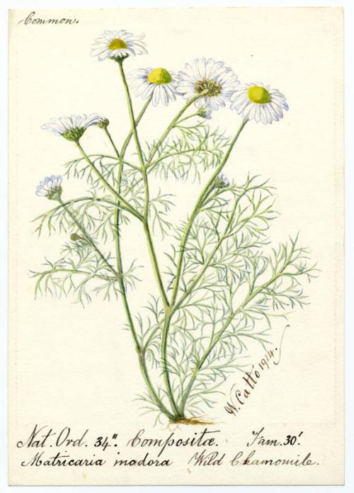 Wild Chamomile (Matricaria maritima)