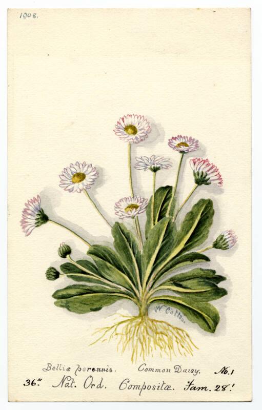 Common Daisy (Bellis perennis)