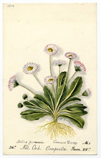 Common Daisy (Bellis perennis)