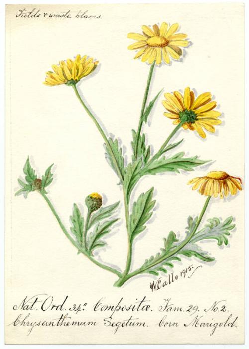 Corn Marigold (Chrysanthemum segetum)