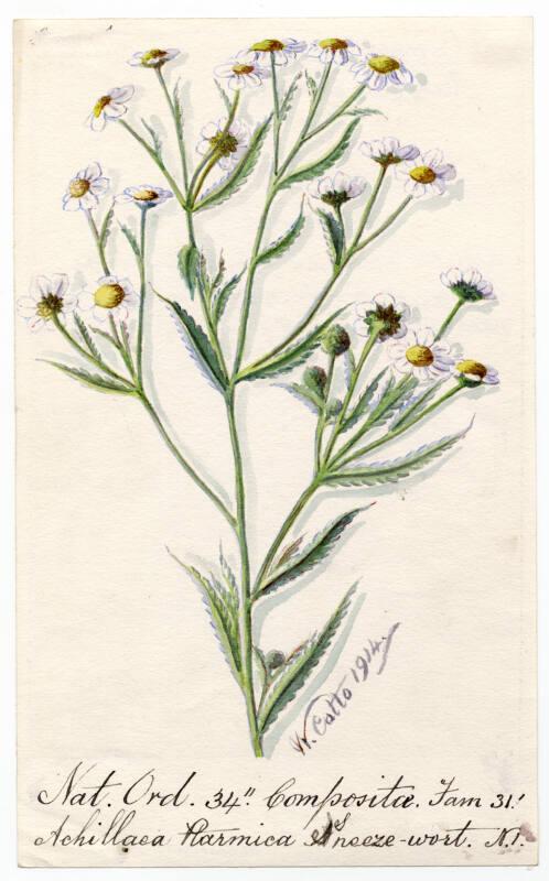 Sneeze-wort (Achillea ptarmica)