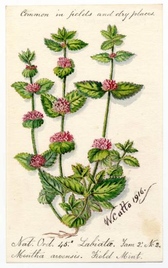 Field Mint (Menitha arvensis)