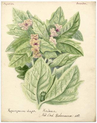 Henbane (Hyoscyamus niger)