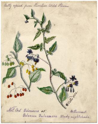 Woody nightshade (Solanum Duleamara)