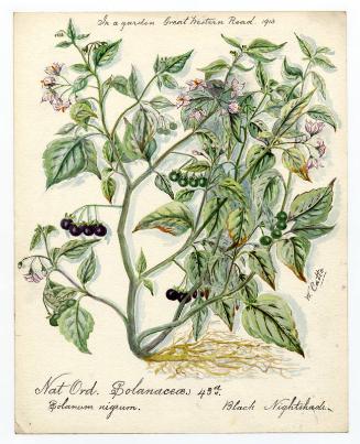 Black nightshade (Solanum nigrum)