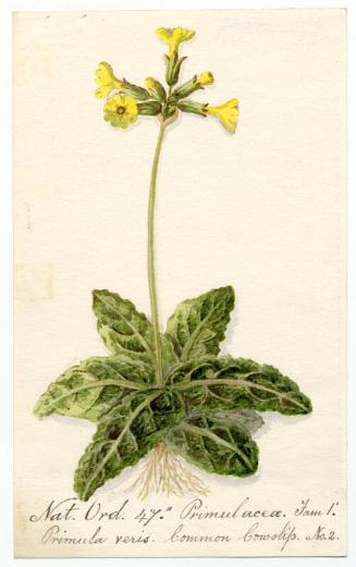 Common Cowslip (Primula veris)