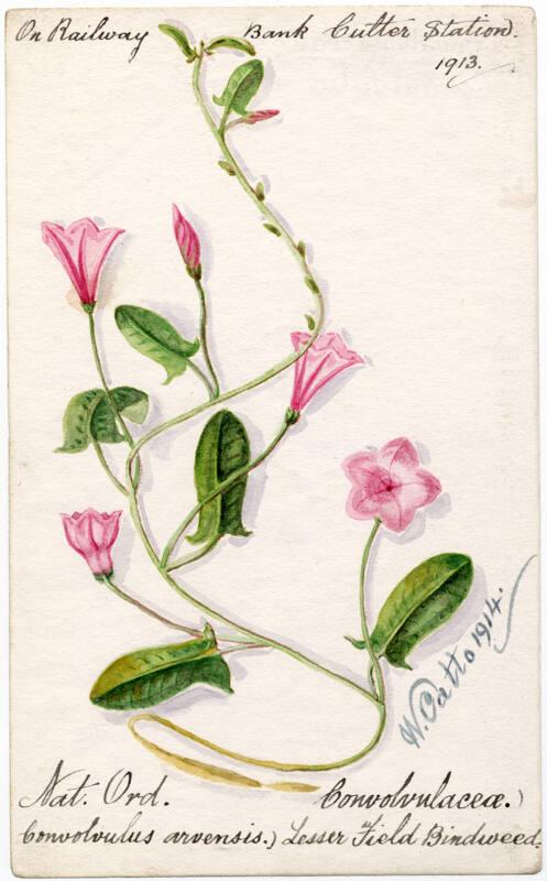 Lesser Field Bindweed (Convoloulus arvensis)