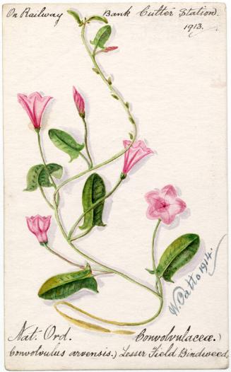 Lesser Field Bindweed (Convoloulus arvensis)