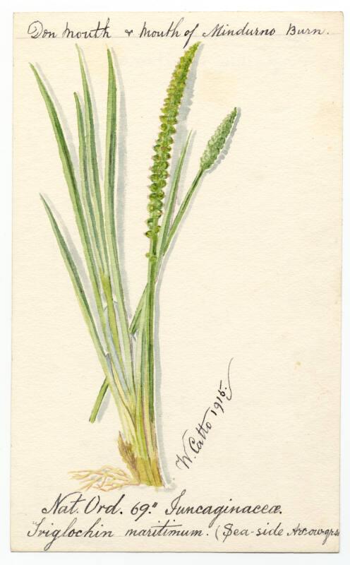 Sea-side Arrow grass (Triglochin maritima)