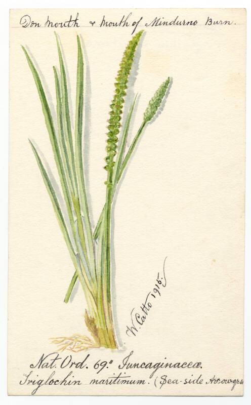 Sea-side Arrow grass (Triglochin maritima)