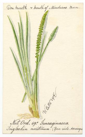 Sea-side Arrow grass (Triglochin maritima)