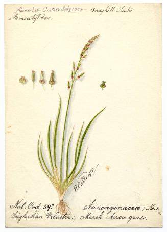Marsh Arrow-grass (Triglochin palustris)