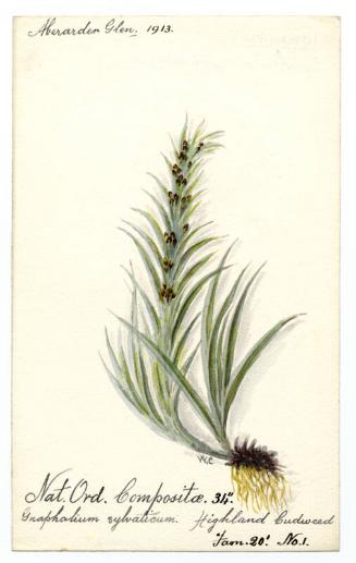 Highland Cudweed (Gnaphalium sylvaticum)