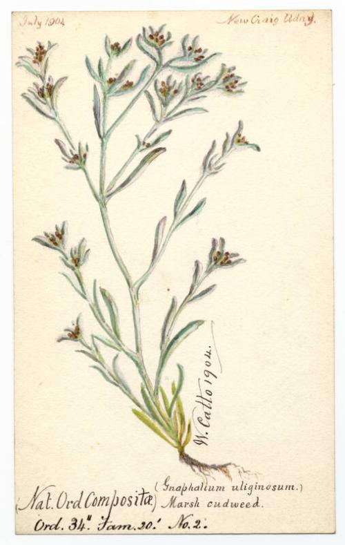 Marsh cudweed (Gnaphalium uliginosum)