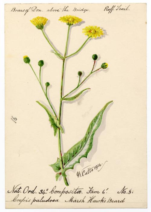 Marsh Hawks' Beard (Crepis paludosa)