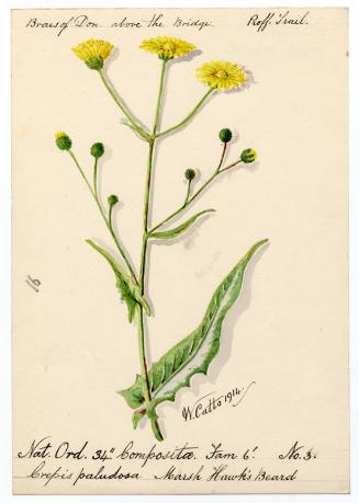 Marsh Hawks' Beard (Crepis paludosa)
