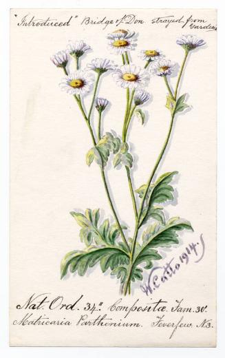 Feverfew (Chrysanthemum parthenium)