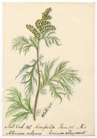 Common Mugwort (Artemisia vulgaris)