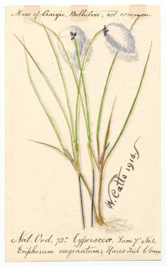 Hares-Tail C. Grass (Eriophorum vaginatum)