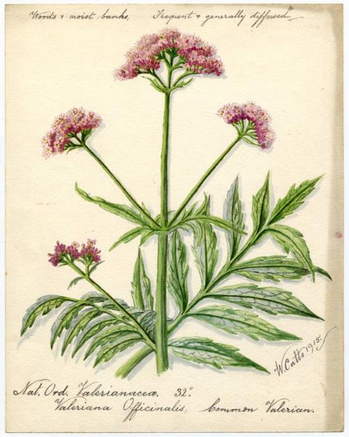 Common valerian (valeriana officalis)