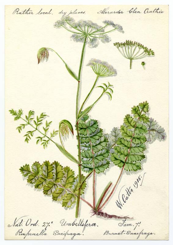 Burnet saxifrage (pimpinella saxifraga)