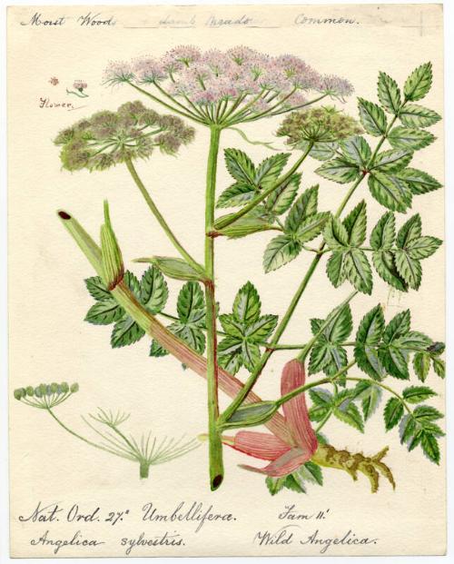 Wild angelica (angelica sylvestris)