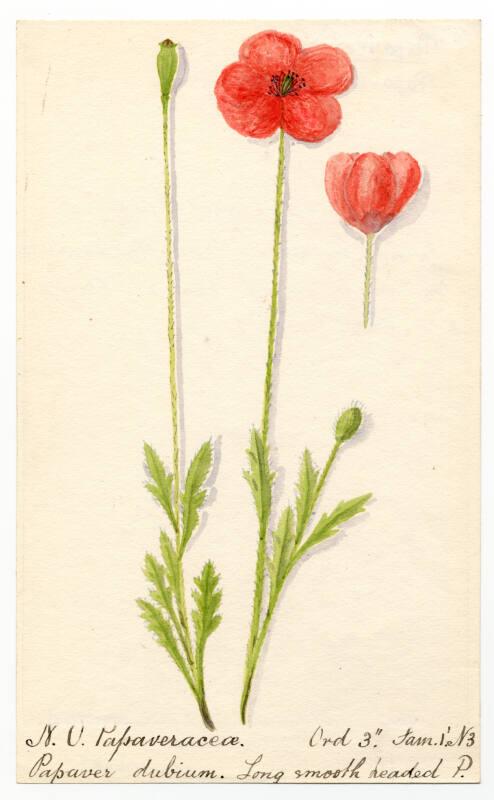 long smooth headed (papaver dubium)