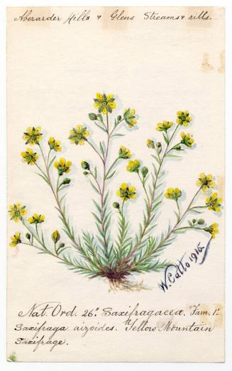 yellow mountain saxifrage (saxifraga aizoides)
